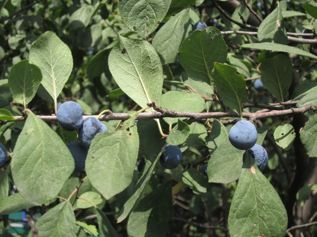 Изображение особи Prunus stepposa.