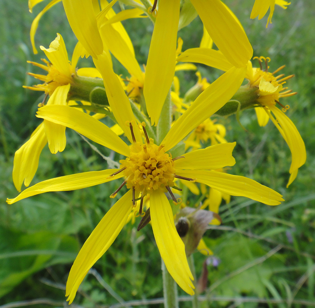 Изображение особи Ligularia sibirica.