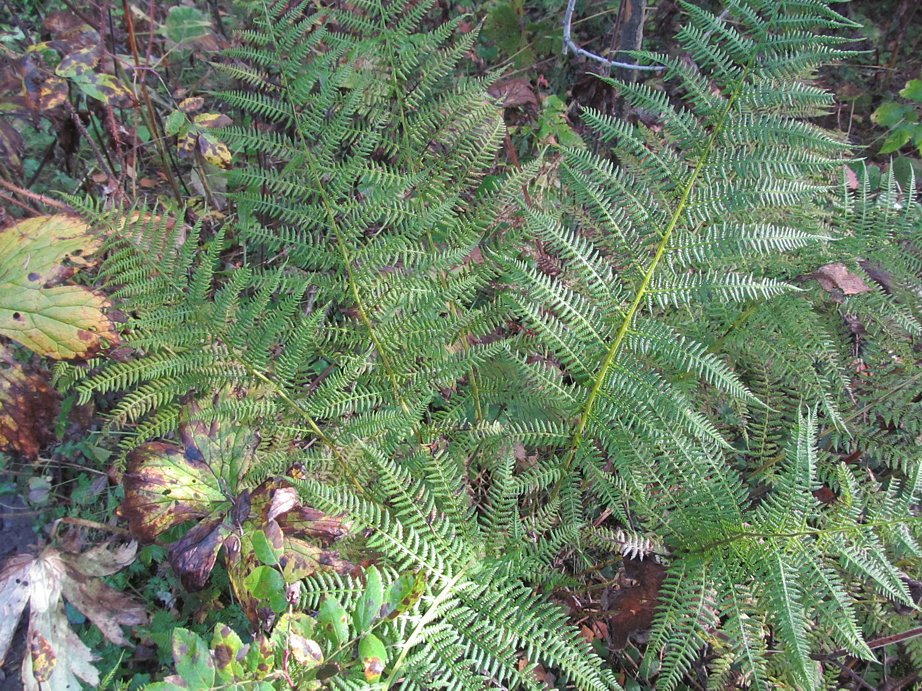 Image of Athyrium filix-femina specimen.