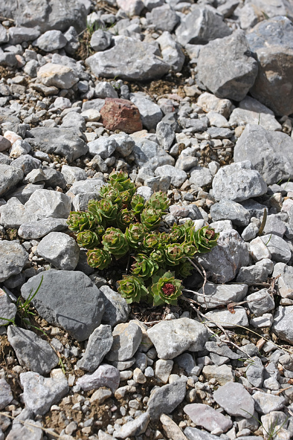 Изображение особи Rhodiola heterodonta.