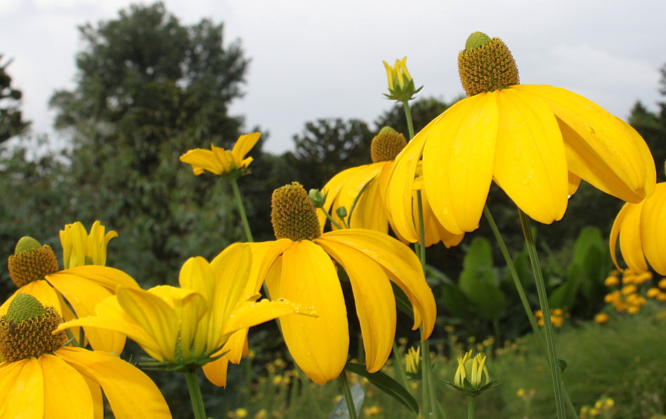 Изображение особи Rudbeckia maxima.