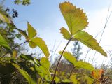 Fragaria viridis. Листья. Краснодарский край, Крымский р-н, окр. ст. Нижнебаканская. 12.09.2013.