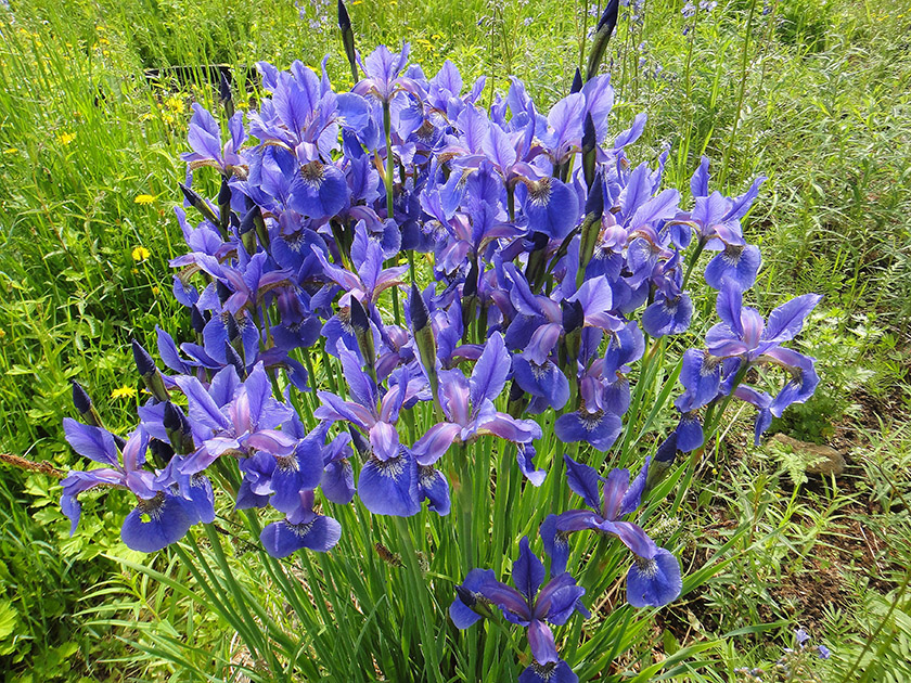 Image of Iris sanguinea specimen.