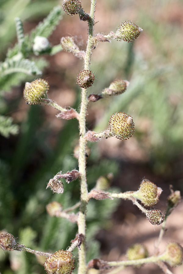 Image of Biebersteinia multifida specimen.