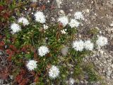 Ledum decumbens