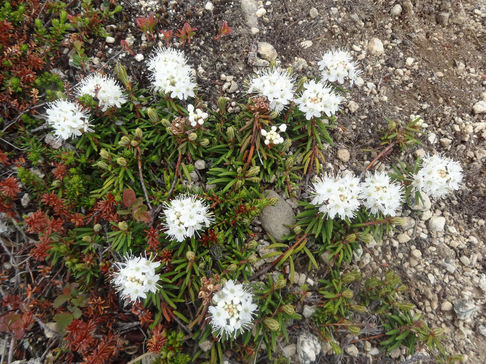 Изображение особи Ledum decumbens.