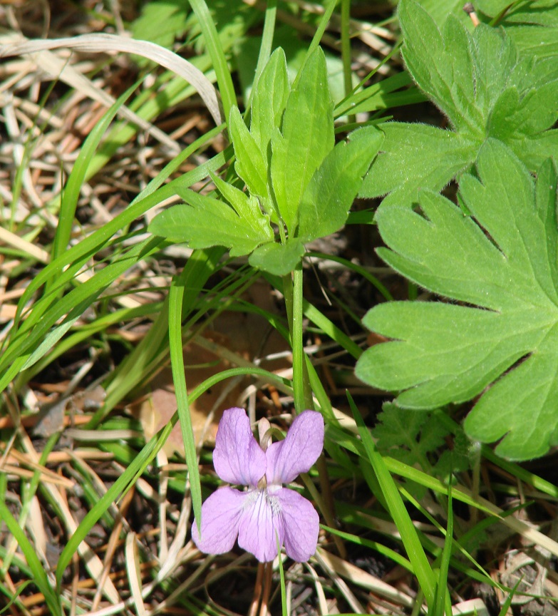 Изображение особи Viola dactyloides.