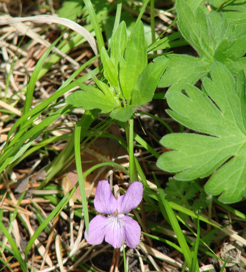 Image of Viola dactyloides specimen.