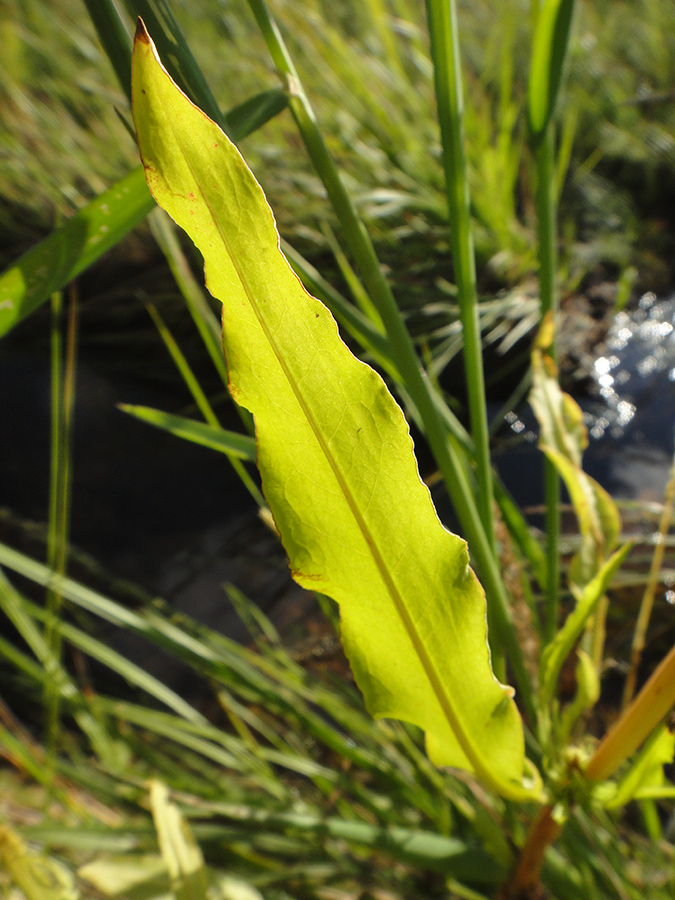 Изображение особи Rumex maritimus.