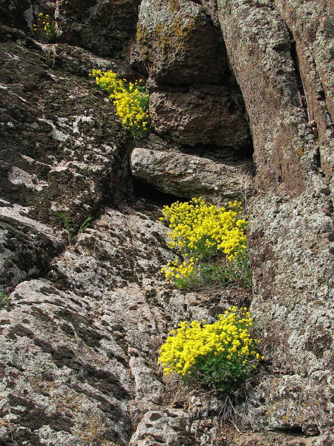 Image of Aurinia saxatilis specimen.
