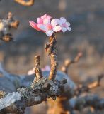 Adenium obesum подвид socotranum. Верхушка ветви с цветками. Сокотра, плато Диксам. 30.12.2013.