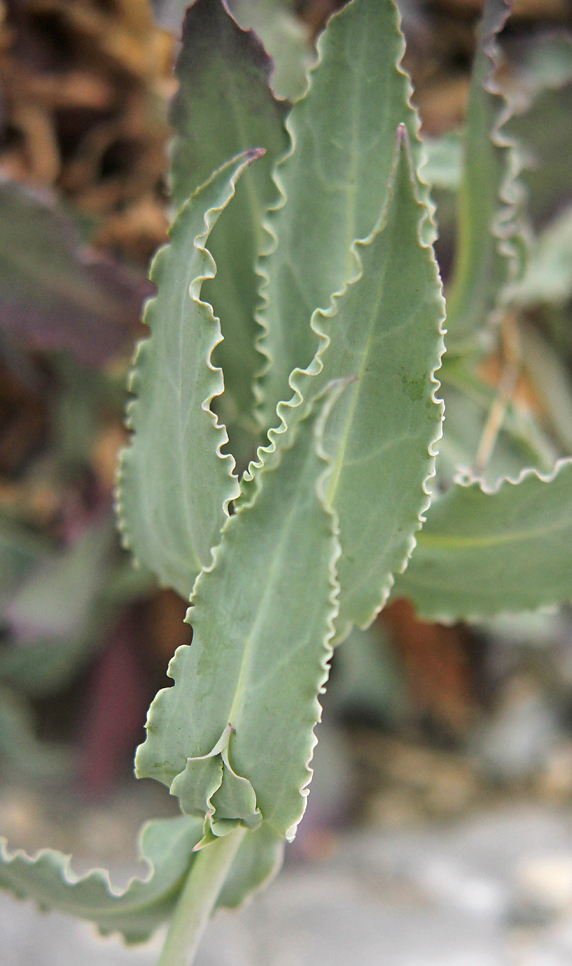 Изображение особи Oberna crispata.