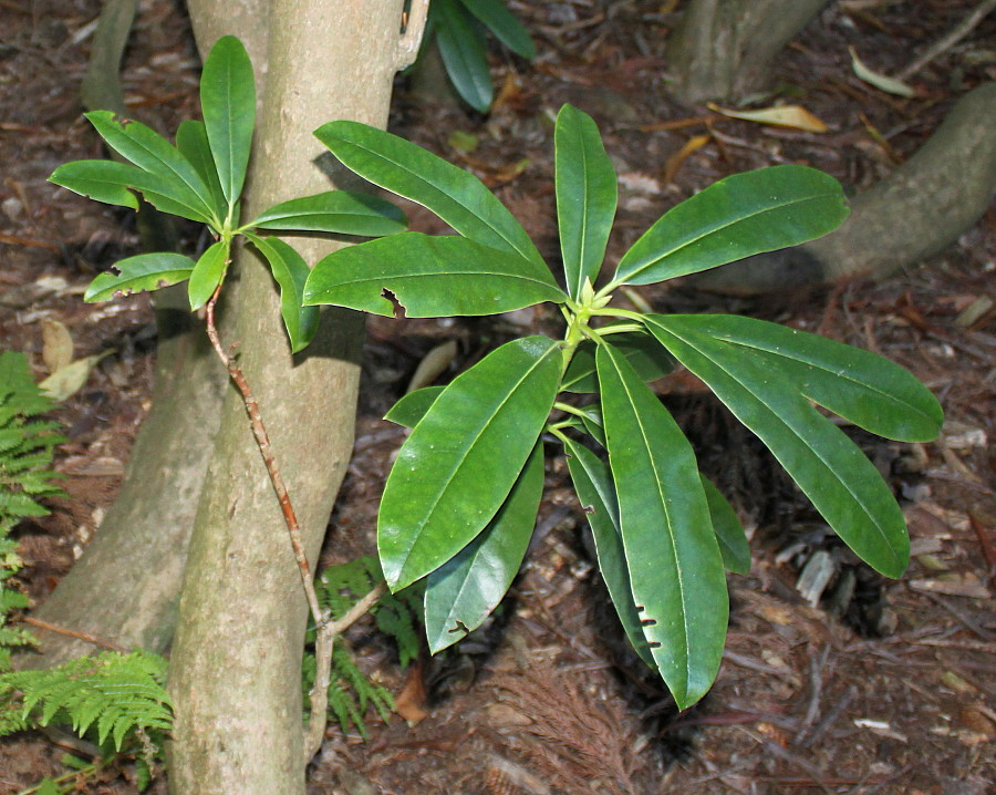 Изображение особи Rhododendron discolor.