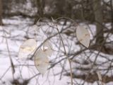 Lunaria rediviva