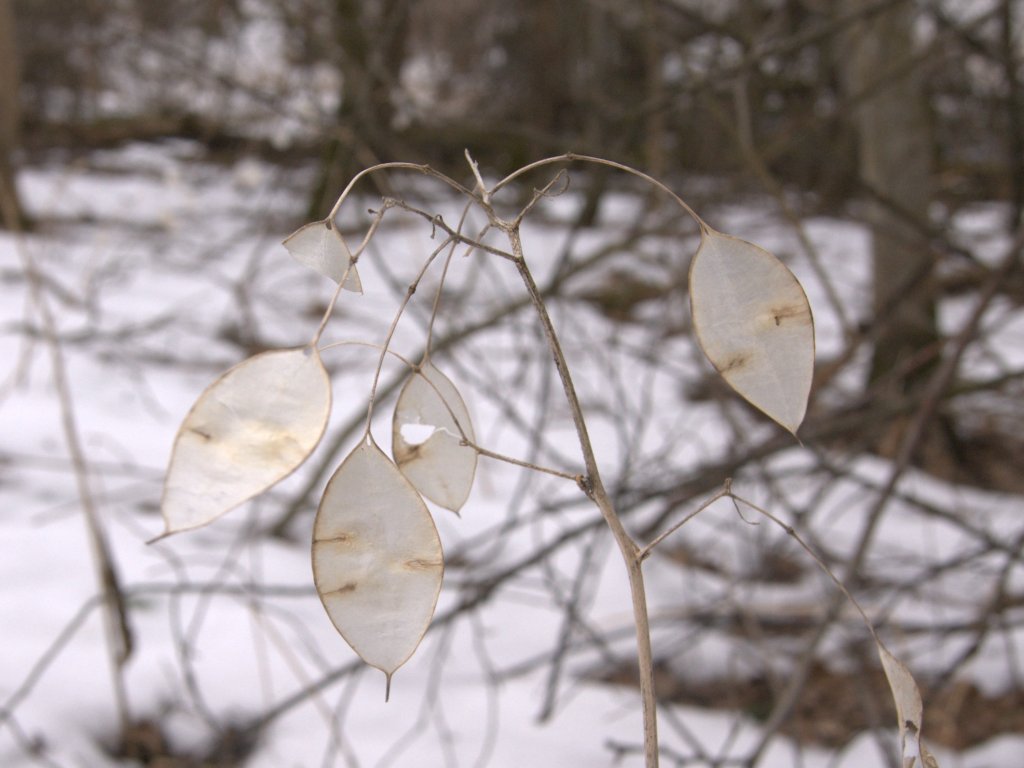 Изображение особи Lunaria rediviva.