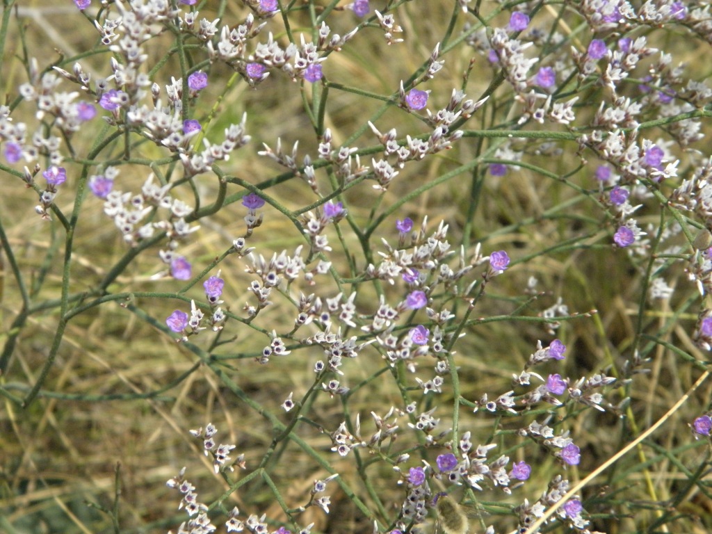 Изображение особи Limonium sareptanum.