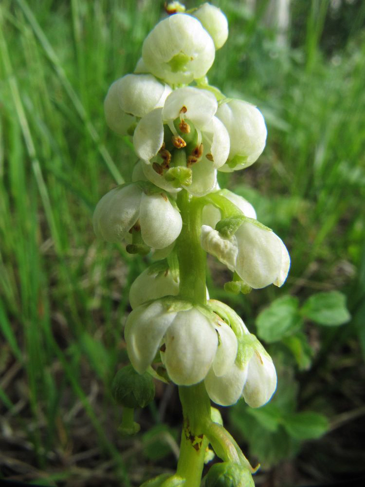 Image of Pyrola minor specimen.