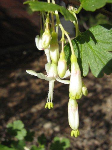 Image of Ribes niveum specimen.