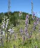 Aconitum leucostomum. Верхушки цветущих растений. Восточно-Казахстанская обл., г. Риддер, окр. Малоульбинского вдхр., склон сопки. 28.07.2008.