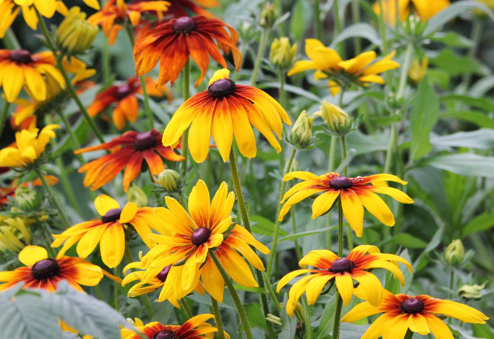 Image of Rudbeckia hirta specimen.