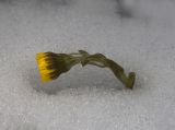 Image of taxon representative. Author is Владимир Семашко