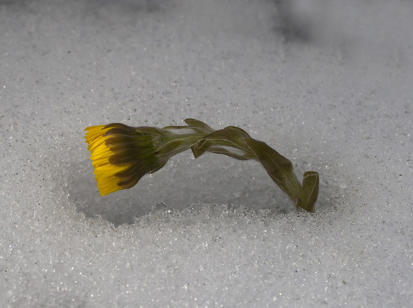 Image of Tussilago farfara specimen.