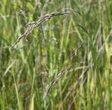 Festuca arundinacea. Соцветие. Эстония, Сааремаа, г. Курессааре, морское побережье. 21.06.2013.