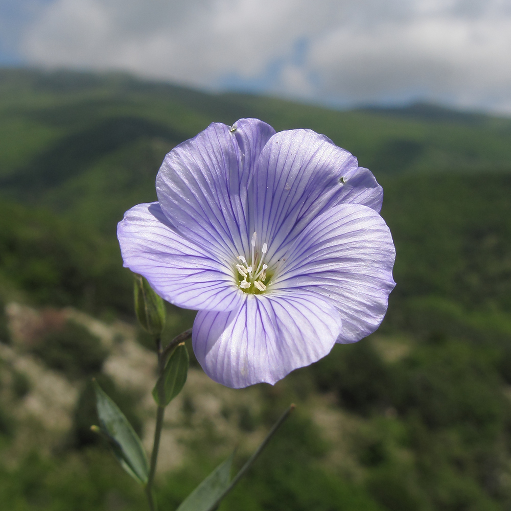 Изображение особи Linum nervosum.