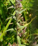 Image of taxon representative. Author is Тамара Риб