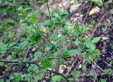 Euonymus europaeus. Верхушка ветви расцветающего кустарника. Краснодарский край, Апшеронский р-н, окр. пос. Мезмай, Гуамское ущелье. 01.05.2014.