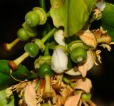 Citrus × paradisi
