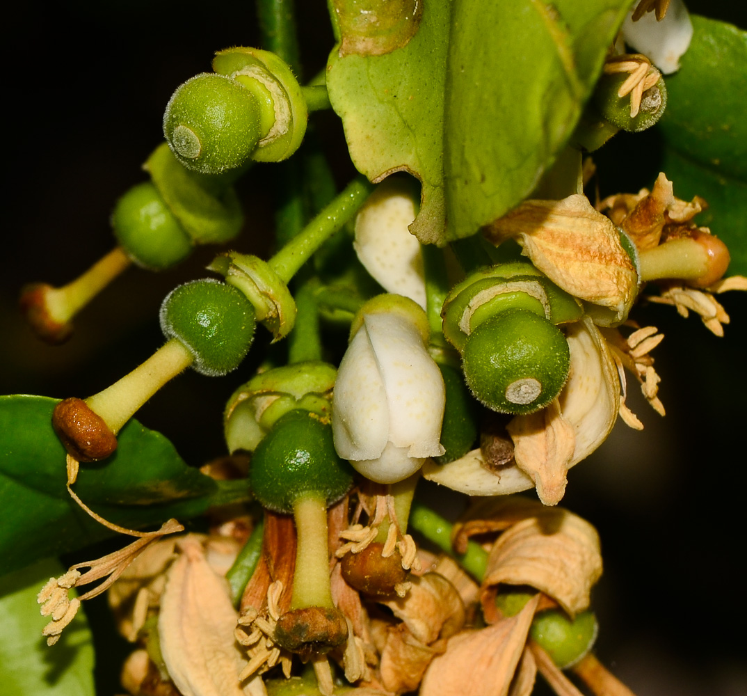 Image of Citrus × paradisi specimen.