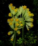 Primula macrocalyx