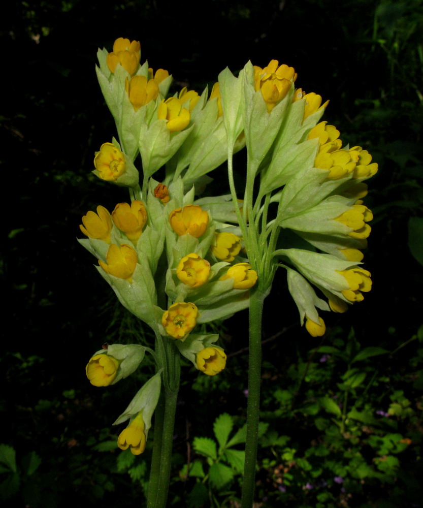 Изображение особи Primula macrocalyx.
