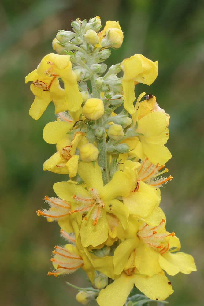 Изображение особи Verbascum lychnitis.