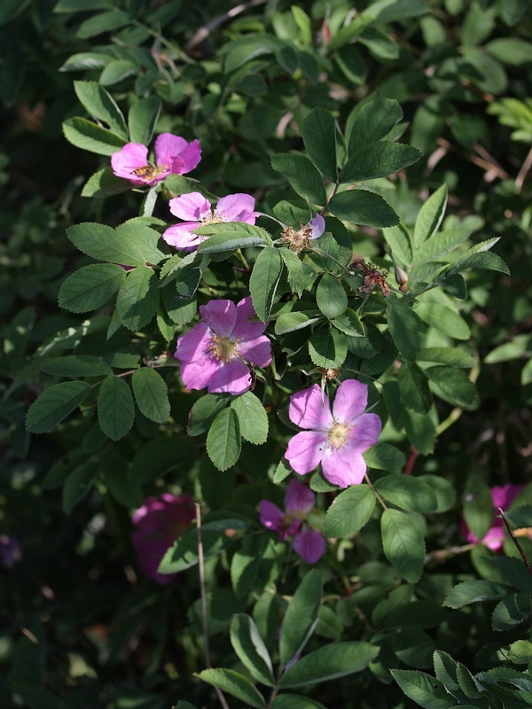 Image of Rosa cinnamomea specimen.