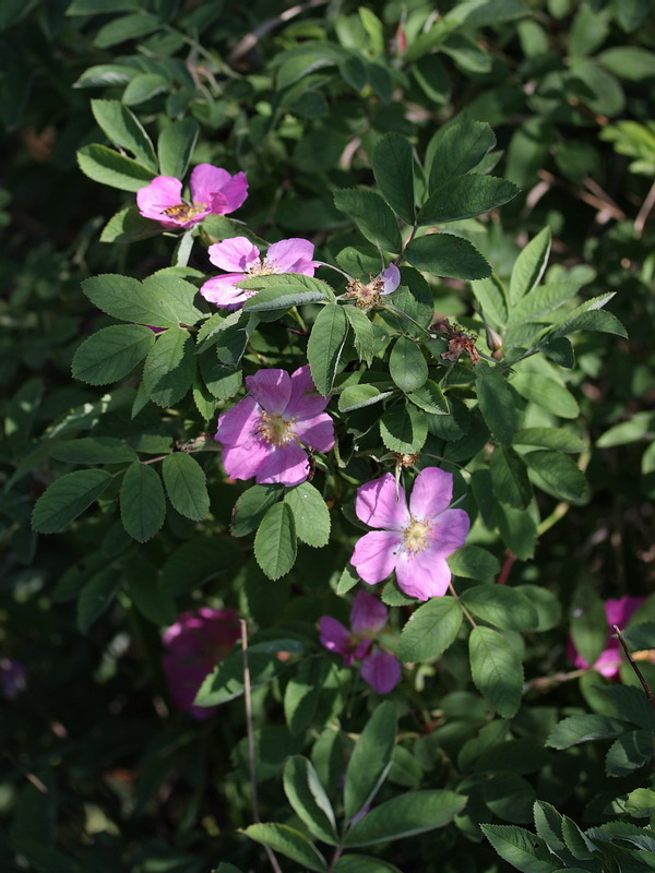 Изображение особи Rosa cinnamomea.