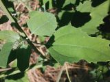 Chenopodium album