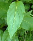 Epilobium montanum. Лист. Украина, Львовская обл., Дрогобычский р-н, г. Трускавец, Помярки, возле дороги в лесу. 12.06.2014.