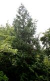 Thuja koraiensis. Взрослое растение. Германия, г. Дюссельдорф, Ботанический сад университета. 03.06.2014.