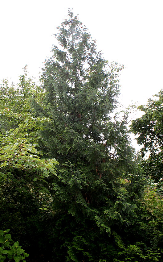 Image of Thuja koraiensis specimen.