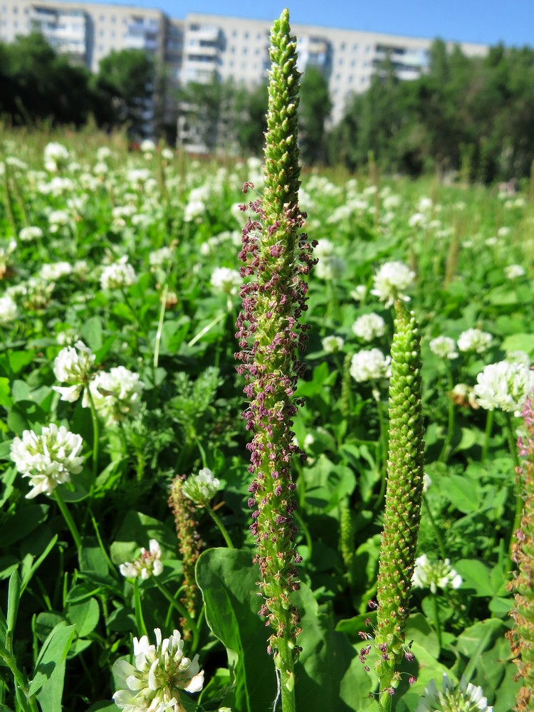 Изображение особи Plantago major.