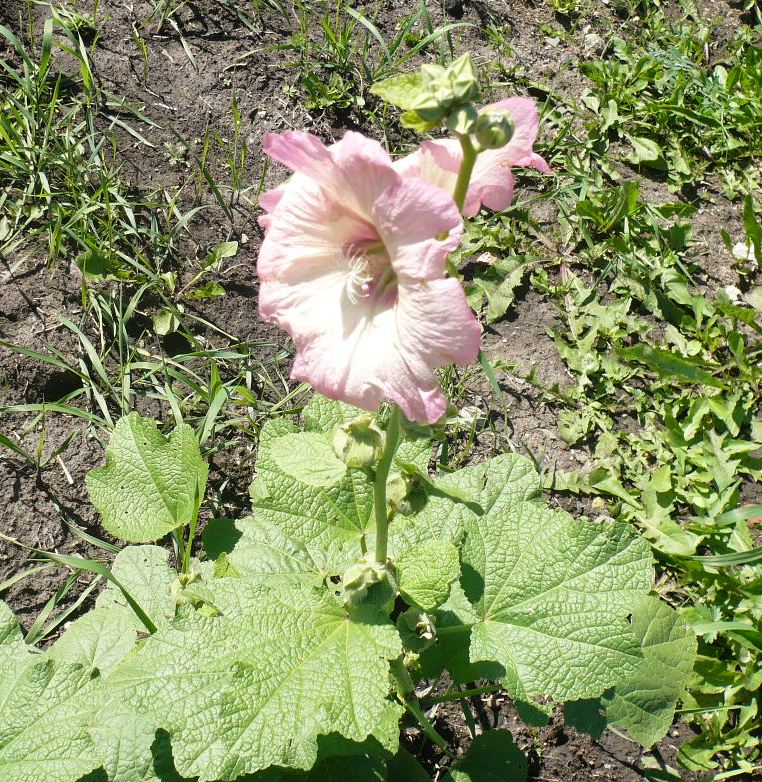 Image of Alcea rosea specimen.