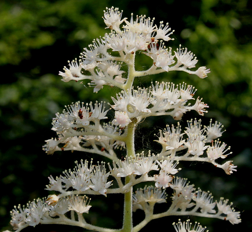 Изображение особи Rodgersia aesculifolia.