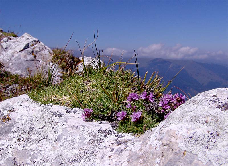 Изображение особи Thymus majkopensis.