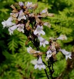 Penstemon digitalis. Отцветающее соцветие. Германия, г. Дюссельдорф, Ботанический сад университета. 03.07.2014.