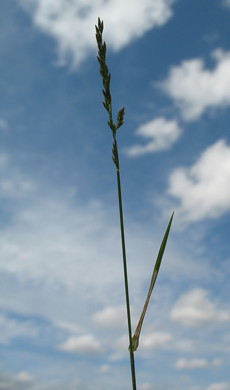 Image of Poa compressa specimen.