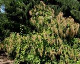 Holodiscus discolor. Отцветающее растение. Германия, г. Дюссельдорф, Ботанический сад университета. 03.07.2014.