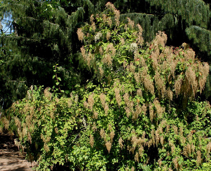 Изображение особи Holodiscus discolor.