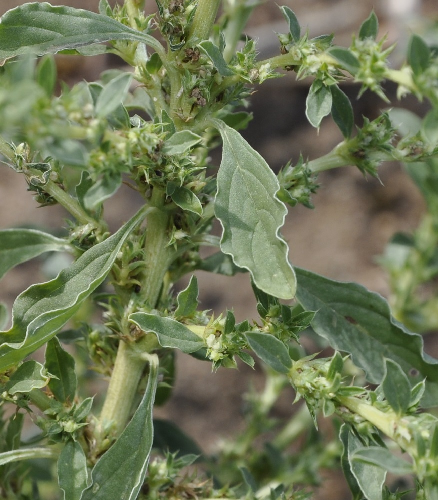 Image of Amaranthus albus specimen.